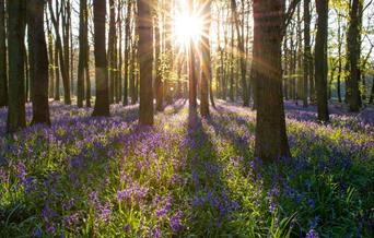 The Grove, Churston and Marridge Woods, Churston, Nr Brixham, Devon