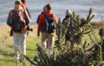 Group of walkers on the coast path, blurred sea behind and gorse in the forefront