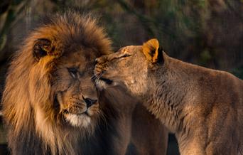 Lion and lioness, Paignton Zoo, Paignton, Devon