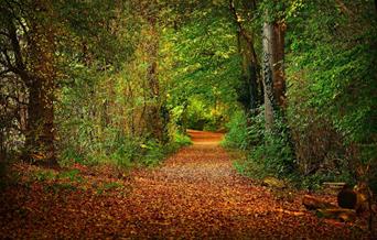 Occombe Valley Woods, Paignton, Devon