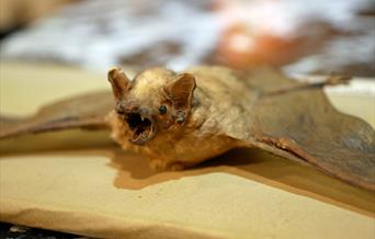 The Creepy Creatures Halloween Trail Torquay Museum