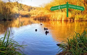 Birds on the water at Clennon Lakes, Paignton, at dusk