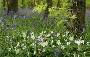 Primley Woods and Park, Paignton, Devon