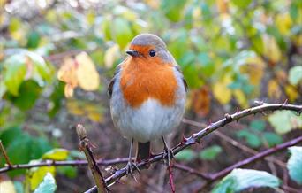 Cockington Evening Bird Walk, Torbay Coast and Countryside Trust