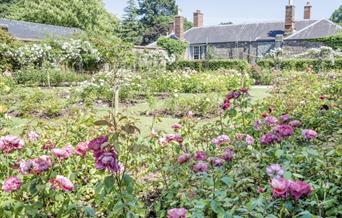 Tudor Rose Garden, Cockington, Torquay, Devon