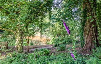 Scadson Woods, Paignton, Devon