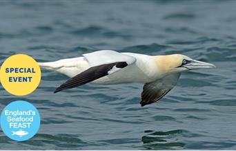 Seabirds and Seafood, Berry Head, part of England's Seafood FEAST