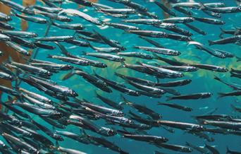 The South West Marine Fest Conference