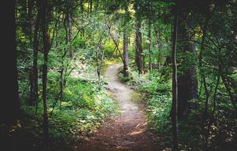 Watcombe Woods, Torquay, Devon