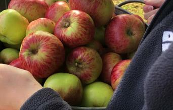 Apple Harvest, Occombe Farm