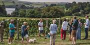 Vineyard Safari at Sandridge Barton in Stoke Gabriel, English Riviera