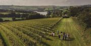 Vineyard Safari at Sandridge Barton in Stoke Gabriel, English Riviera