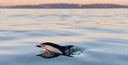 Torquay Watersports coastal wildlife boat tour - a dolphin surfaces in the waters of Tor Bay, English Riviera