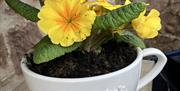 Primrose in teacup at Weavers Cottage, Cockington, Torquay, Devon