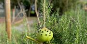 Apple Harvest, Occombe Farm, Paignton, Devon