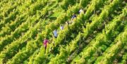 Vineyard Safari at Sandridge Barton in Stoke Gabriel, English Riviera