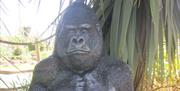 Friendly gorilla at Jungle Journey, Torquay, Devon