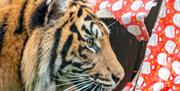 Tiger at Paignton Zoo unwrapping present