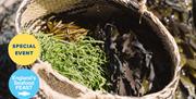 Coast to Caves event, part of England's Seafood FEAST. A basket of freshly foraged seaweed sits on a beach.