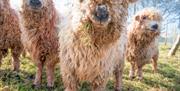 Sheep at Occombe Farm, Torbay Coast and Countryside Trust