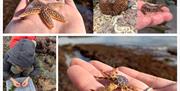 Photo collage showing the range of intertidal creatures found on a rockpool adventure including starfish, squat lobster, anemone and prawns.