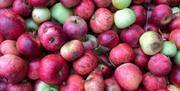 Apple Day - Cockington Court