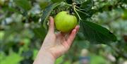 Apple Harvest, Occombe Farm, Paignton, Devon