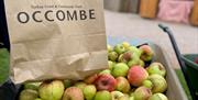 Apple Harvest, Occombe Farm, Paignton, Devon