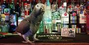 Apple and Parrot, Torquay, Devon