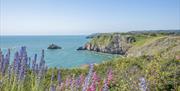Berry Head Nature Reserve, Brixham, Devon