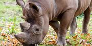 Black rhino, Paignton Zoo Environmental Park, Paignton, Devon