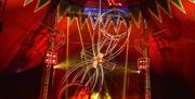 Performer at Circus Brazil