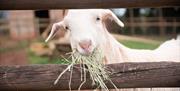 goat at Compton Pool Farm