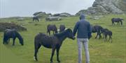 Delve Devon Tour of Dartmoor with ponies