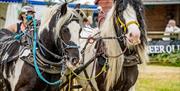 Devon County Show, Westpoint, Exeter, Devon