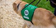 Dogs for Good, working dog, Timbrell’s Trips & Events CIC