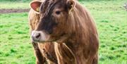 South Devon cow at Elberry Farm self-catering property, Paignton, Devon