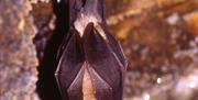 Berry Head Bat Walk Brixham