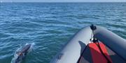 Ride next to the dolphins with Torquay Watersports