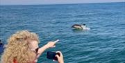 Dolphins in the English Riviera