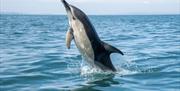 Dolphin jumping in Torbay, English Riviera.