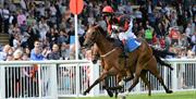 Horseracing at Newton Abbot Racecourse, Devon