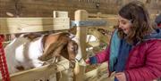 Occombe Goat, Occombe Farm, Paignton, Devon, Torbay Coast and Countryside Trust