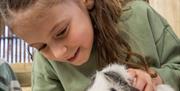 Guinea pig, Occombe Farm, Paignton, Devon