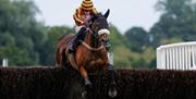 images of horses racing and jumping