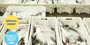 Brixham Fish Market Tours - England's Seafood Feast