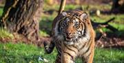 Sumatran tiger at Paignton Zoo