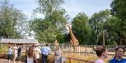 Giraffes at Paignton Zoo