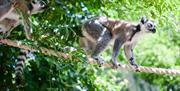 Ring tailed lemurs, Paignton Zoo Environmental Park, Paignton, Devon