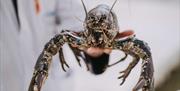 Brixham Fish Market Tours - England's Seafood Feast